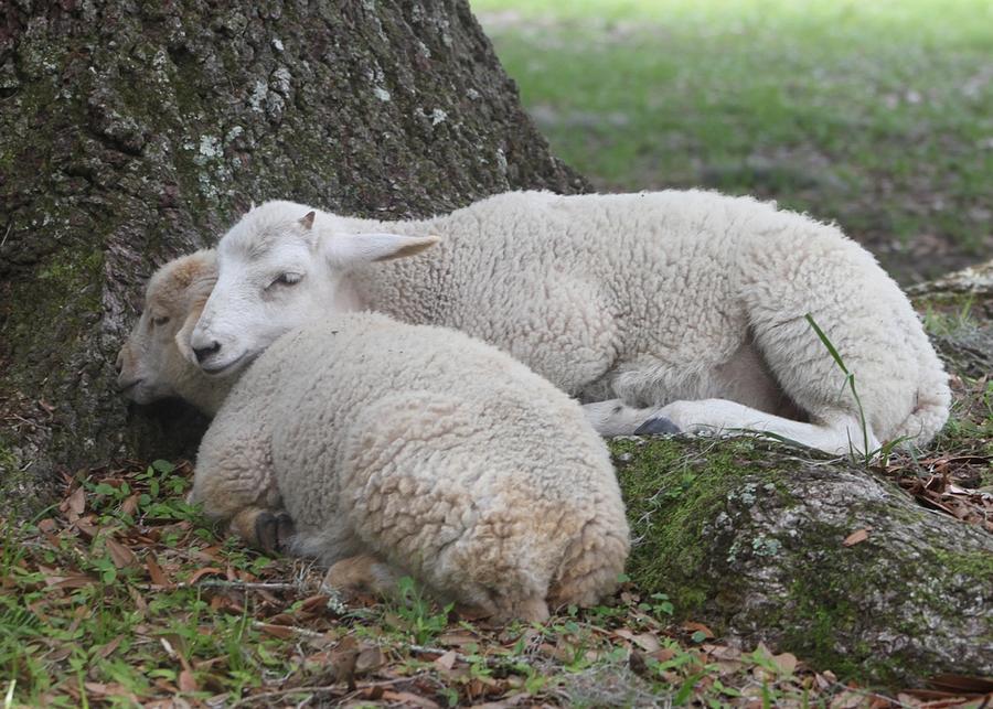 Lamb Nap Time Photograph by Jeanne Juhos