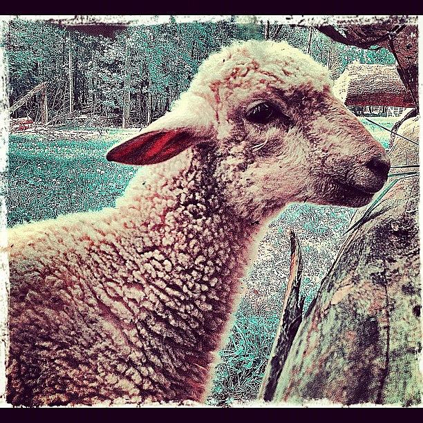Sheep Photograph - Lamb by Stephanie Thomas