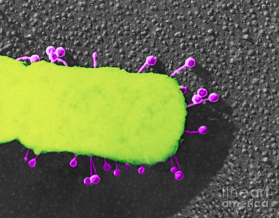 Lambda Phage On E. Coli Photograph by Science Source