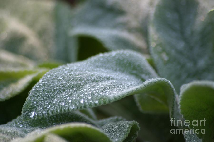 Lambs Ear Photograph by Living Color Photography Lorraine Lynch