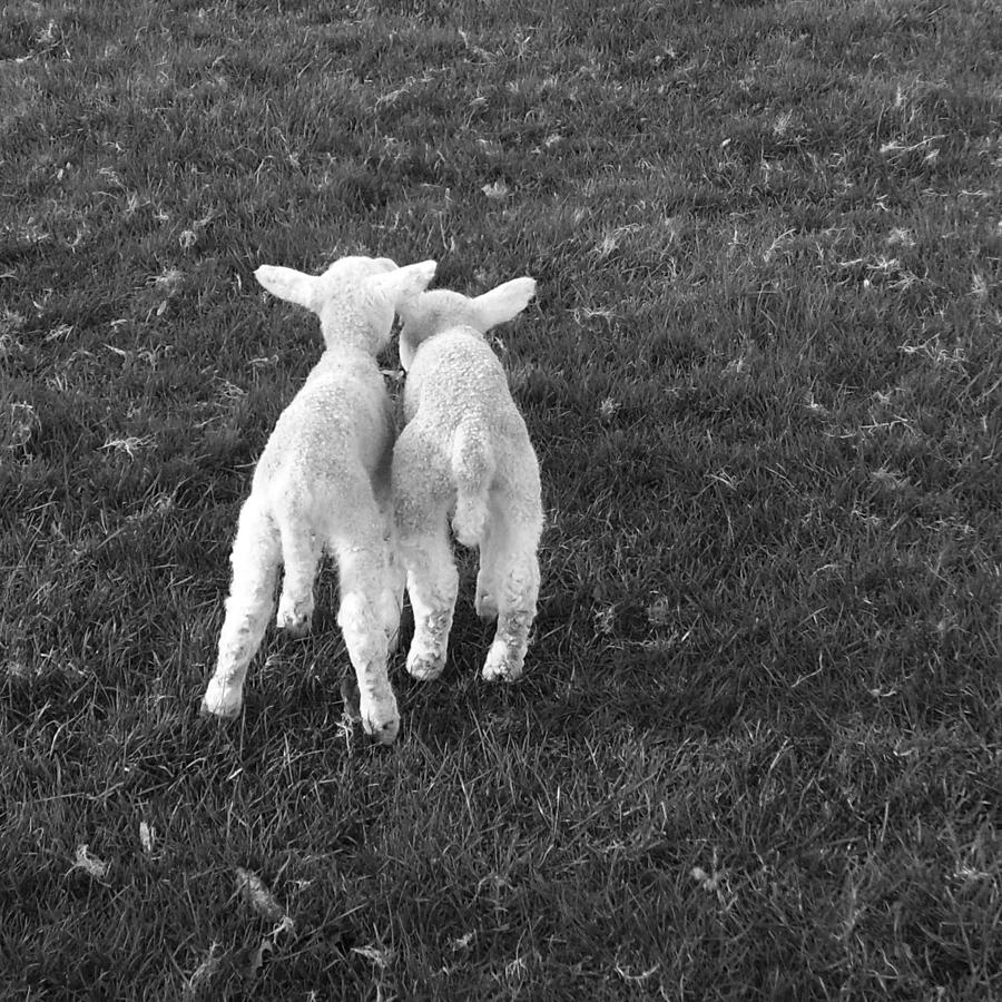 Lambs Photograph by Michael Standen Smith