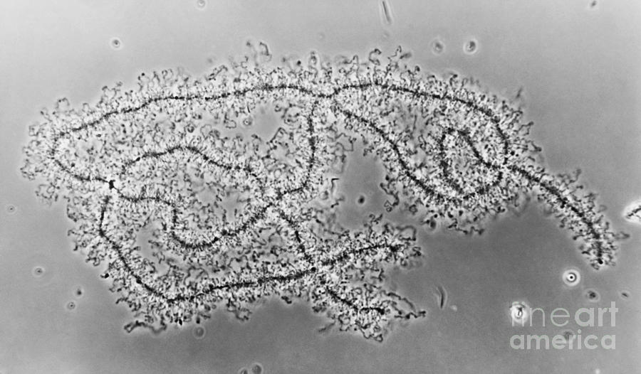 Lampbrush Chromosomes Newt, Lm Photograph by Omikron