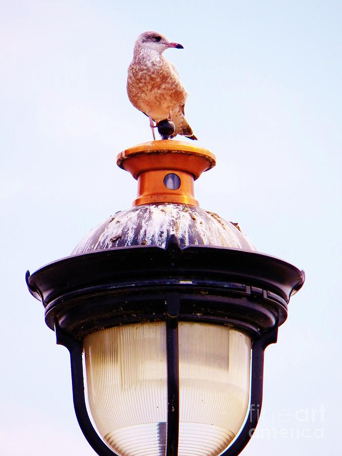 Lampost Gull   One Photograph by Judy Via-Wolff