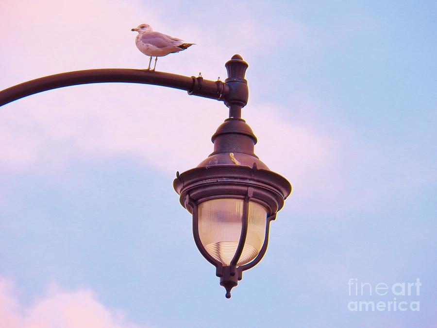 Lampost Gull   Two Photograph by Judy Via-Wolff