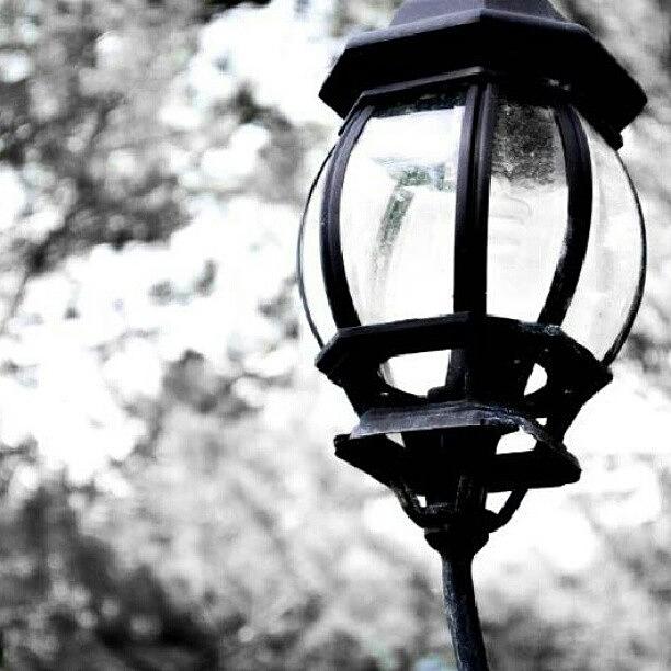 Lamp Photograph - Lamppost Outside My House. #lamp by Becca Watters