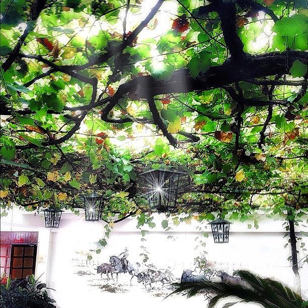 Ig Photograph - Lamps And The Grapes Tree by OpɹᏌnpǝ 