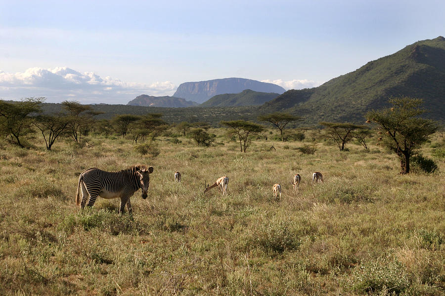 Land of the Samburu Northern Kenya Photograph by Joseph G Holland