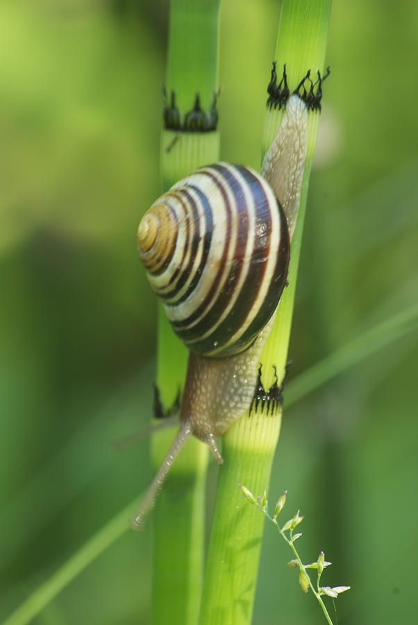 Land Snail Photograph by Michael Peychich | Fine Art America