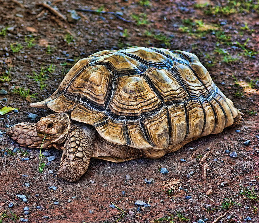 Land Turtle Photograph by Mark Jordan