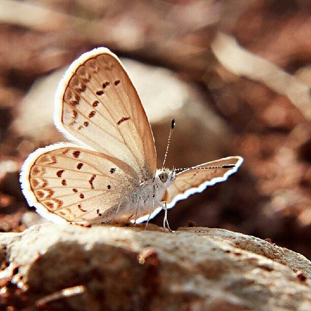 Butterfly Photograph - Landed by Andhika Satya