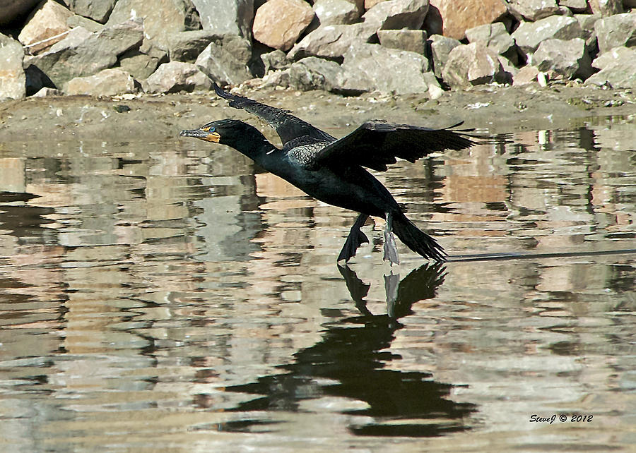 Landing Cormorant Photograph by Stephen Johnson