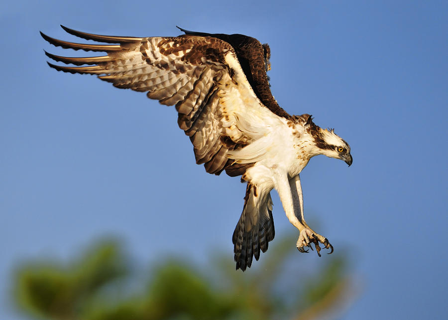 Landing gear down Photograph by Bill Dodsworth | Fine Art America