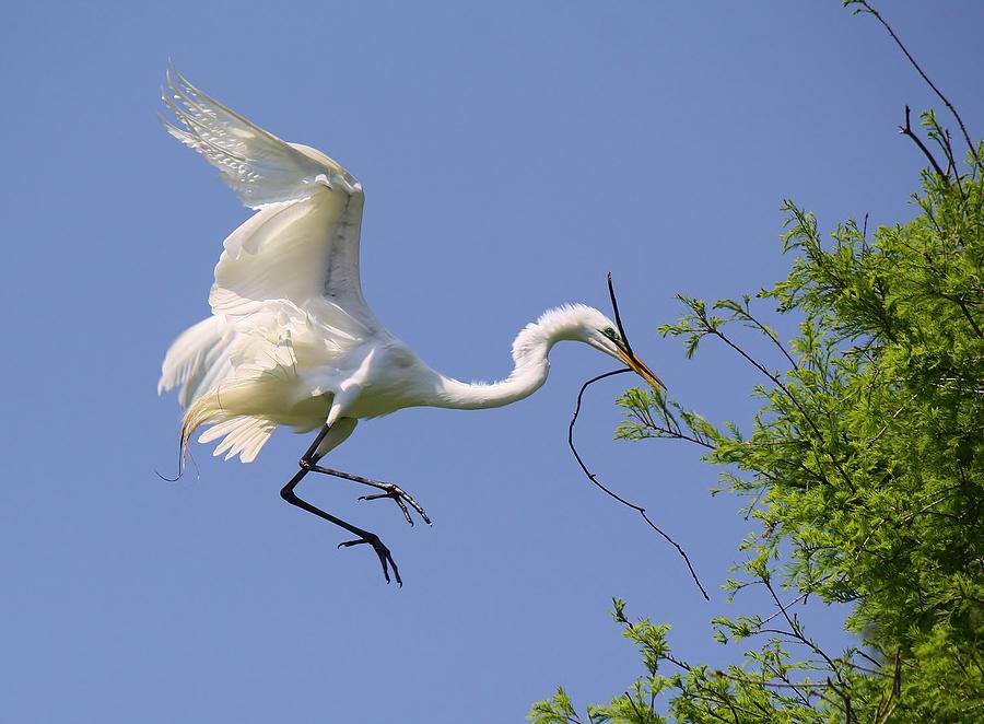 Landing Gear Down Photograph by Paulette Thomas | Fine Art America