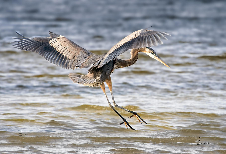 Landing Gear Down Photograph by Sally Mitchell