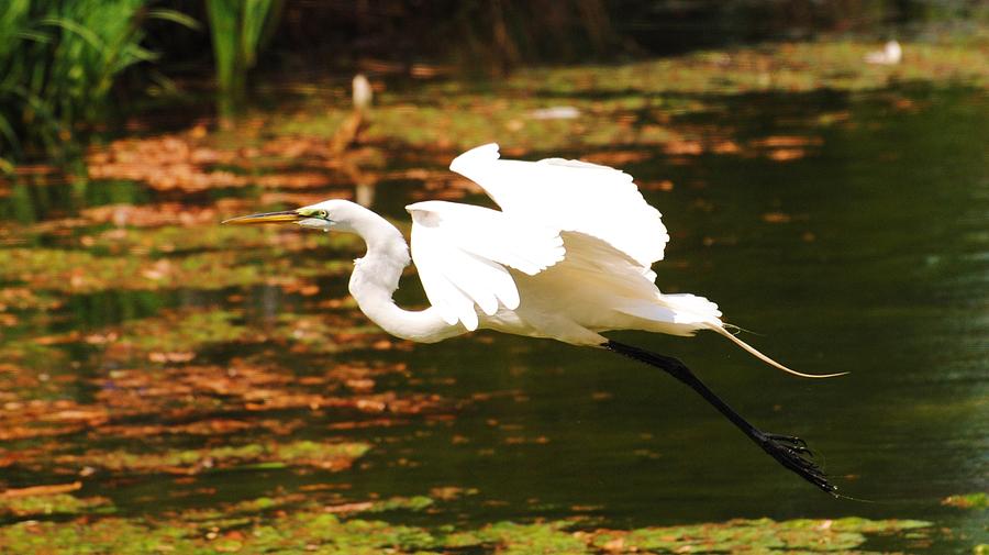 Landing Photograph by John Blanchard | Fine Art America