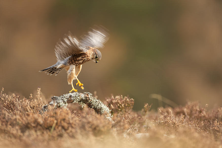 Merlin Photograph - Landing Merlin Falco Columbarius by Nigel Atkinson Merlin Photograph - Landing Merlin Falco Columbarius by Nigel Atkinson