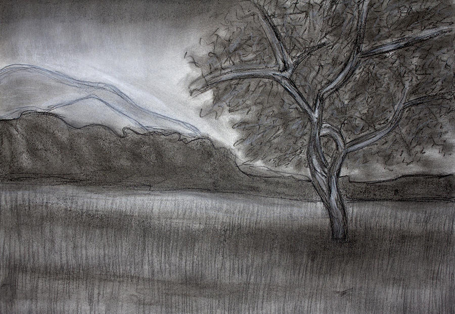 Italian Landscapes: four trees in the countryside #08 (Series Landscape  Ink, Graphite, Pencil, Charcoal Drawing) Drawing by Alessandro Nesci |  Saatchi Art