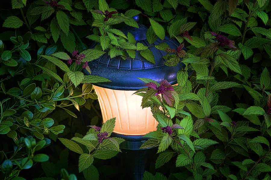 Lamp Photograph - Landscape Lighting by Tom Mc Nemar
