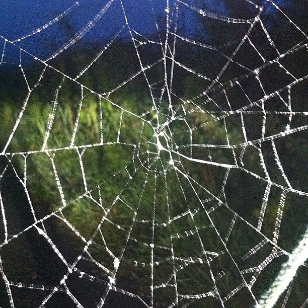 Nature Photograph - #landscape #nature #spider #web #night by Carolyn Ferris