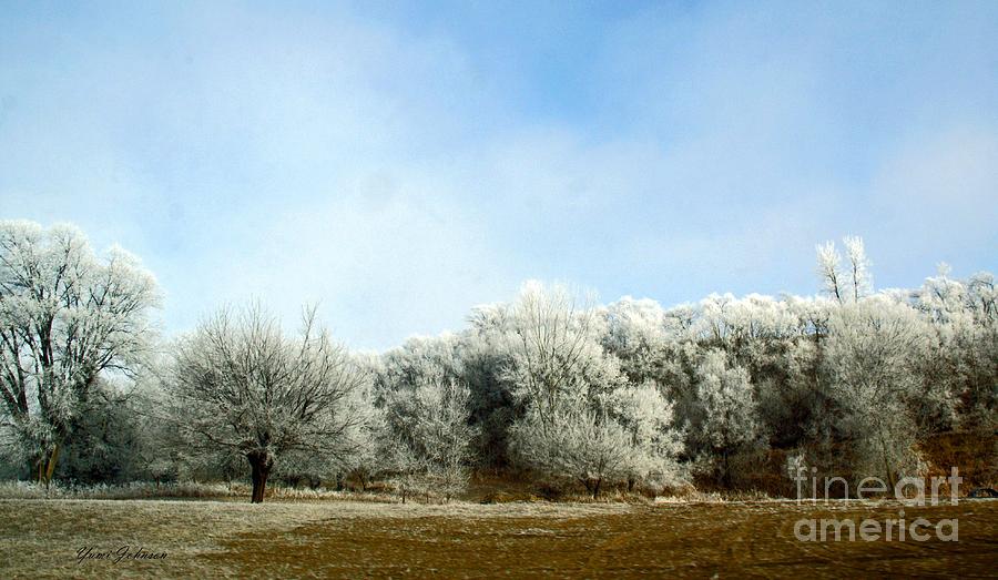 Landscape of frosted trees Photograph by Yumi Johnson