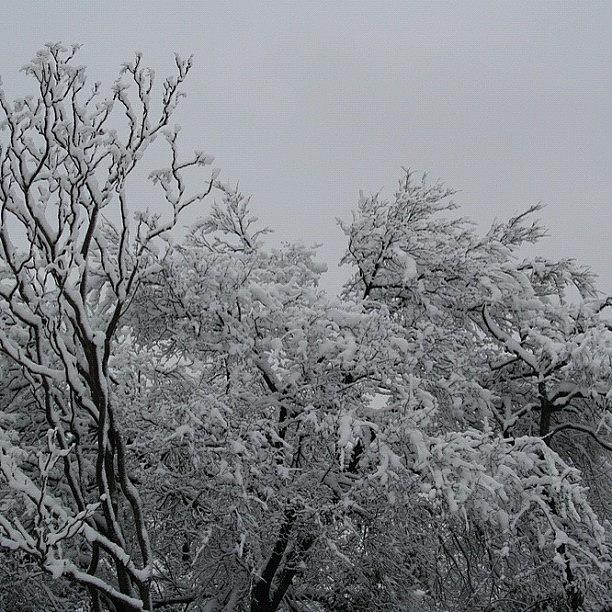 Tree Photograph - #landscape #trees #snow by Carolyn Ferris