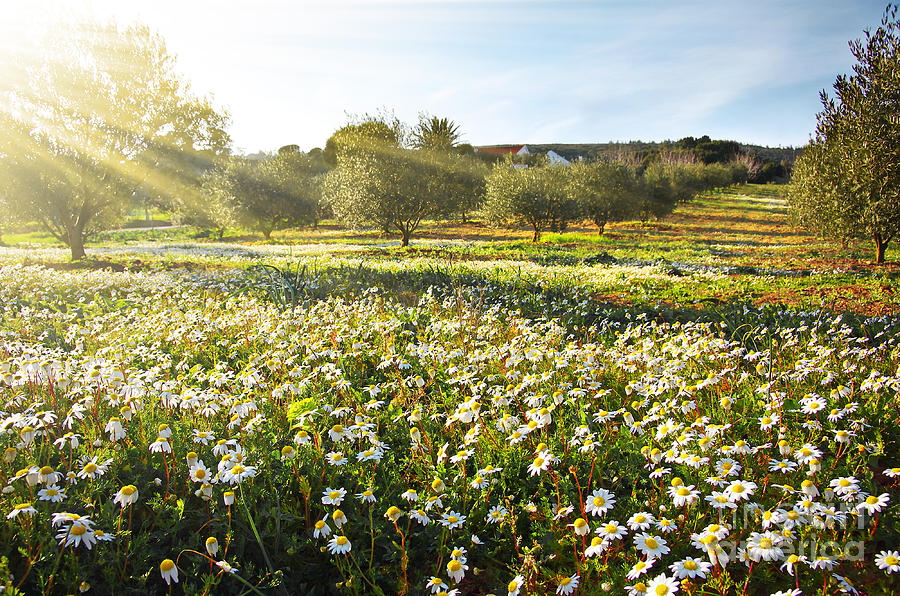 Landscape with Daisies Photograph by Carlos Caetano
