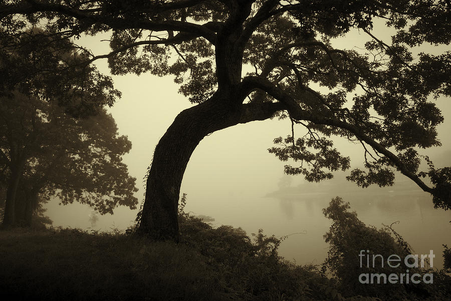 Landscape With Tree and Fog Photograph by David Gordon