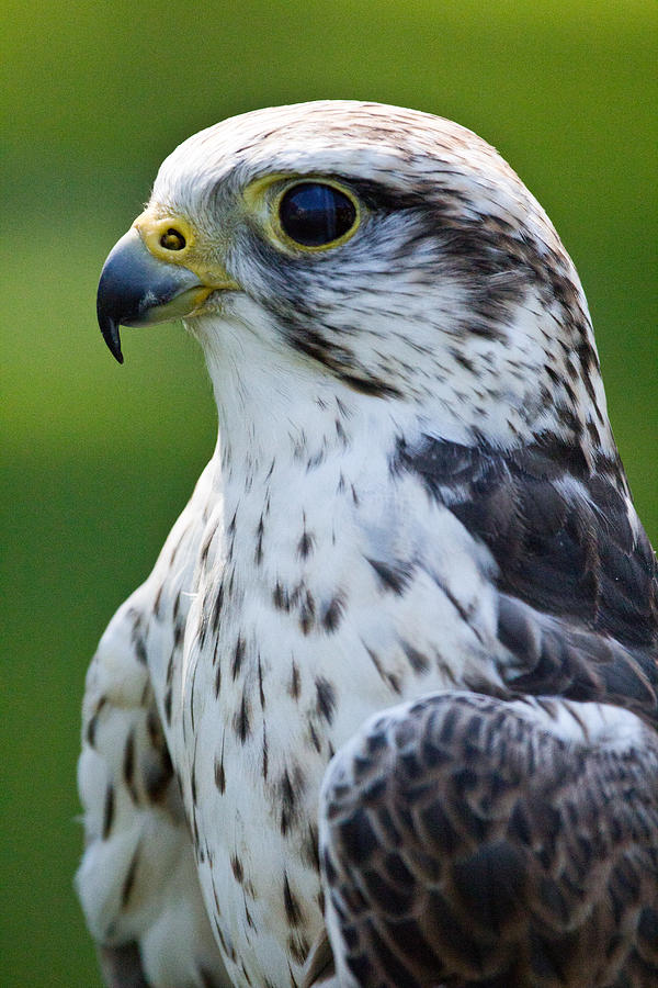 Lanner Falcon Photograph by Celine Pollard