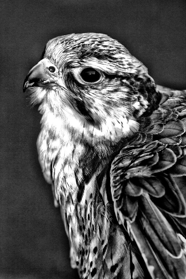 Lanner Falcon in mono Photograph by Celine Pollard