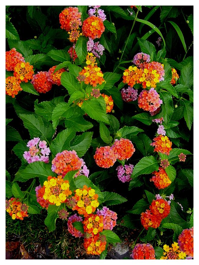 Lantana delight Photograph by Frank Wickham - Fine Art America