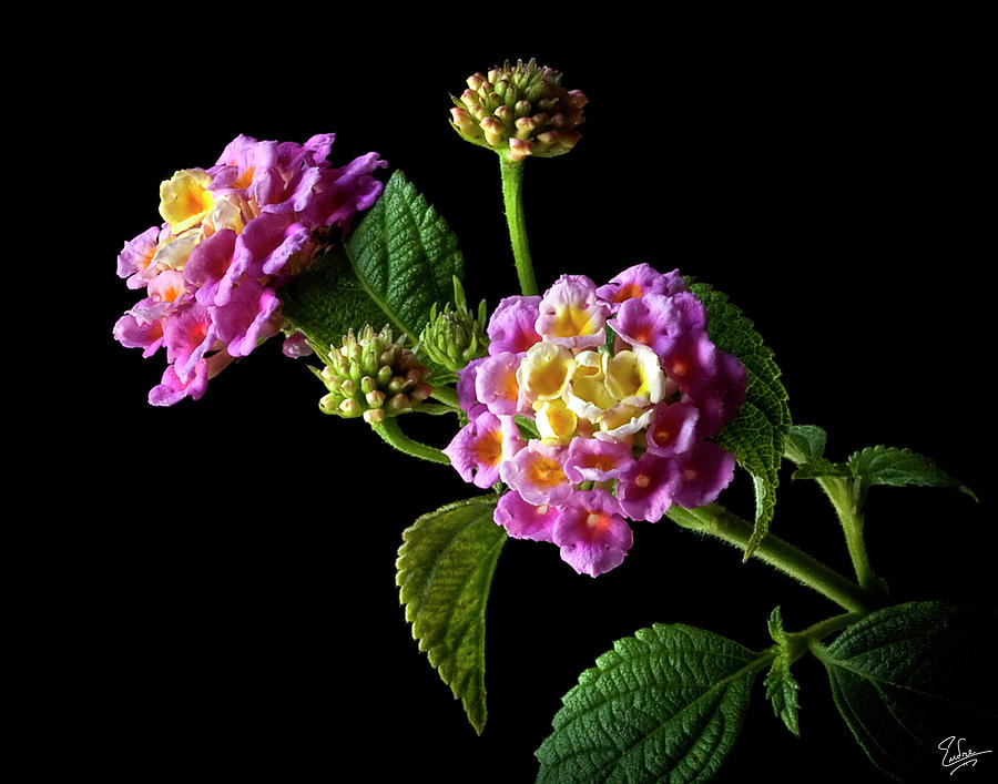 Flower Photograph - Lantana by Endre Balogh