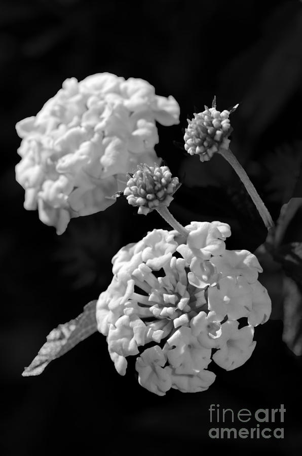 Flower Photograph - Lantana in Black and White by Betty LaRue