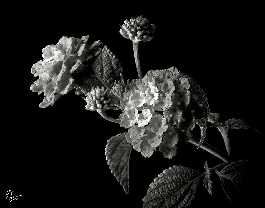 Lantana in Black and White Photograph by Endre Balogh