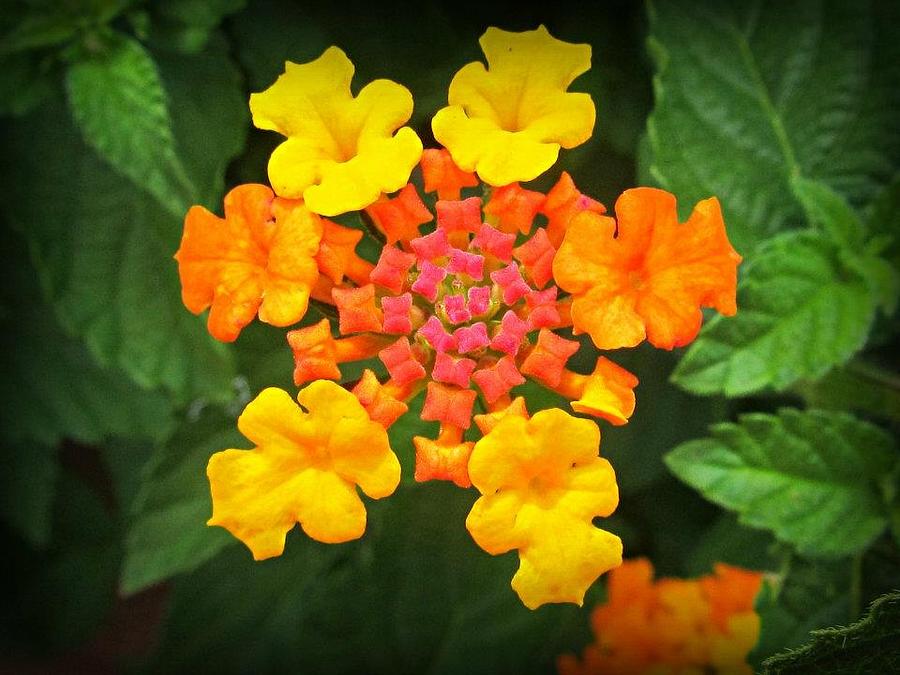 Lantana Photograph by Vickie Beasley - Fine Art America