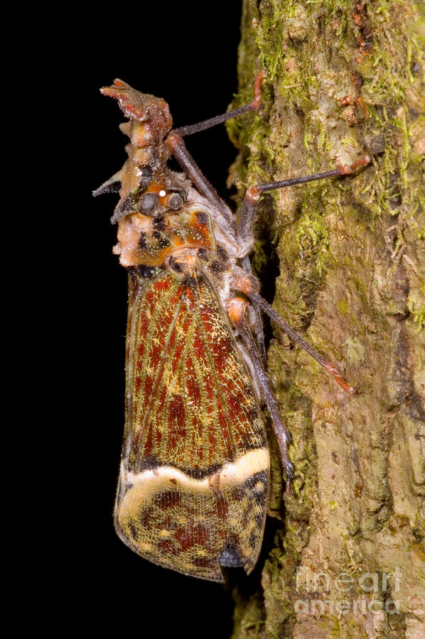 Lantern Fly Photograph by Dante Fenolio - Fine Art America