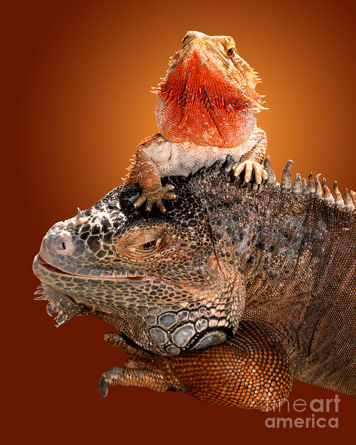 Lap Lizard Photograph by Jim Carrell