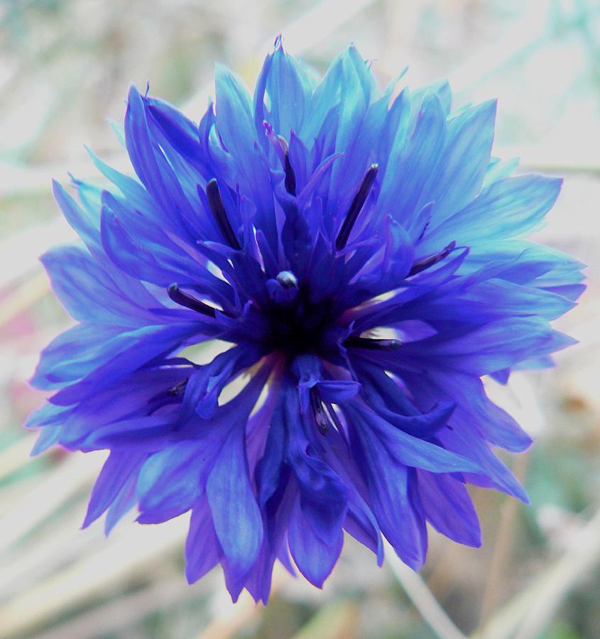 Flowers Still Life Photograph - Lapis Lazuli by Barbara St Jean