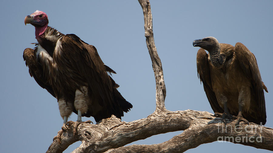 Lappetfaced and Whitebacked Vultures Photograph by Mareko Marciniak