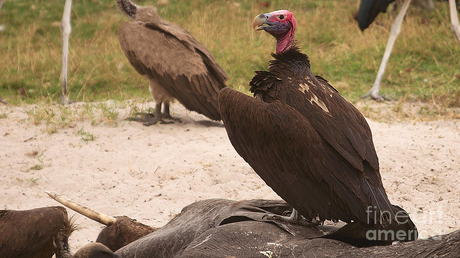 Lappetfaced Vulture Photograph by Mareko Marciniak