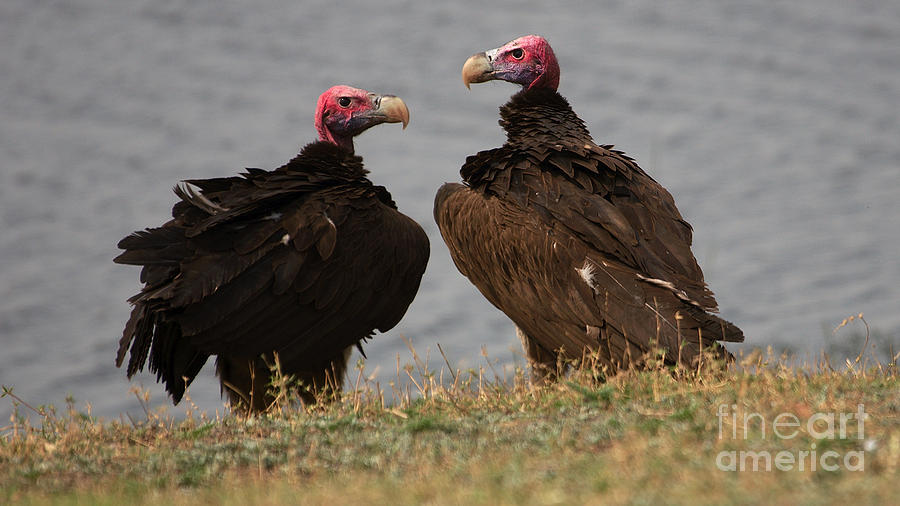 Lappetfaced vultures Photograph by Mareko Marciniak