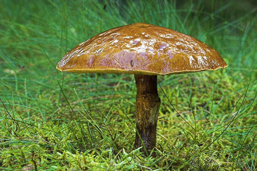 Nature Photograph - Larch Bolete Fungus (suillus Grevillei) by Duncan Shaw