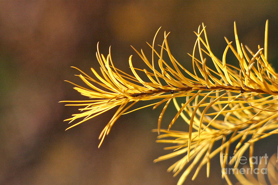 Larch Needles in Autumn Photograph by Sean Griffin