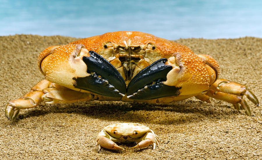 Large And Small Crabs Photograph by Jeffrey Hamilton