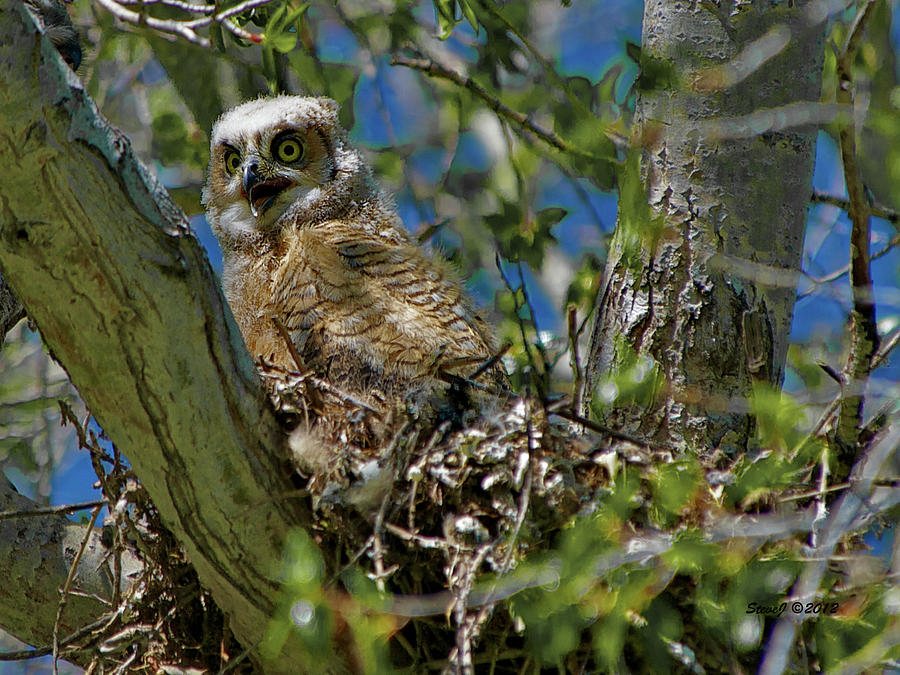Large Baby Owl Photograph by Stephen Johnson