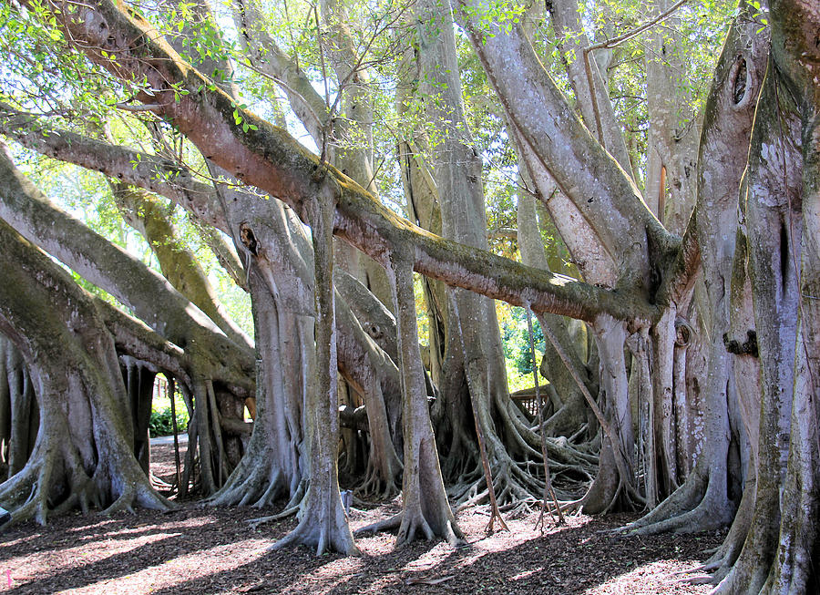 Large Banyan Tree Photograph by Rosalie Scanlon