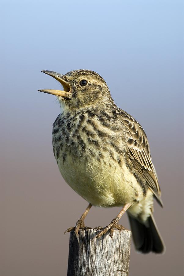 Large-billed Lark Photograph by Peter Chadwick | Fine Art America