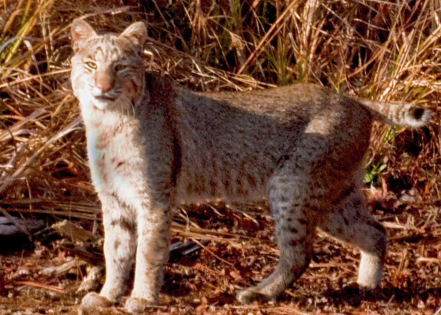 Large Bobcat On The Hunt Photograph - Large Bobcat On The Hunt Fine Art ...