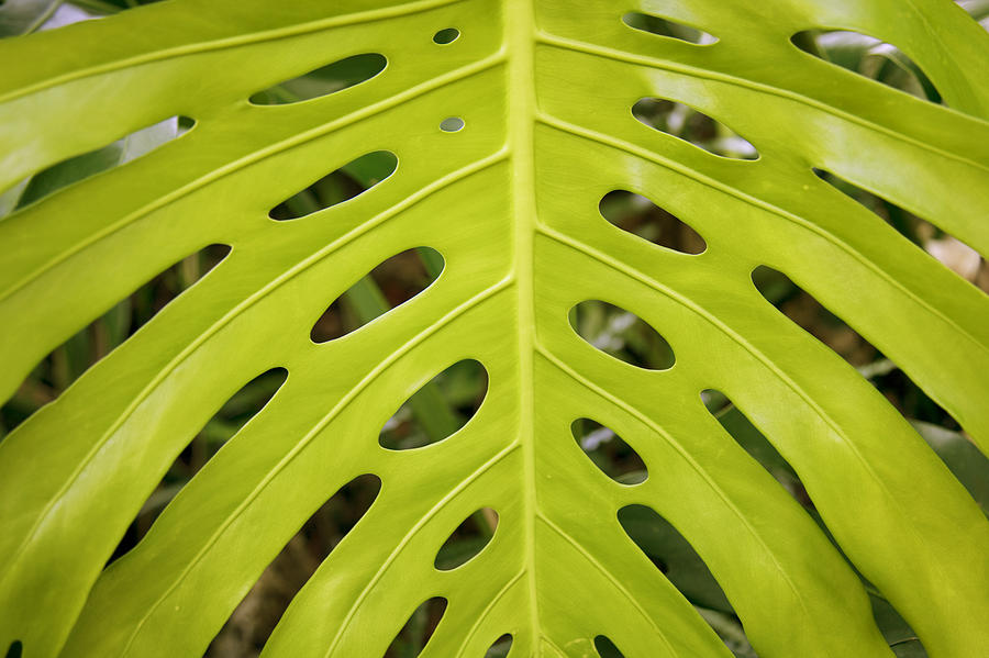 Large Green Leaf Photograph by Jenna Szerlag