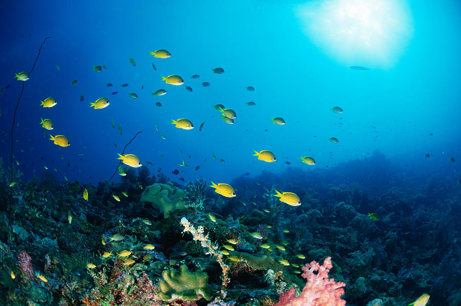 Large Group Of Ocellated Orange Fish Swimming Underwater, Philippines ...