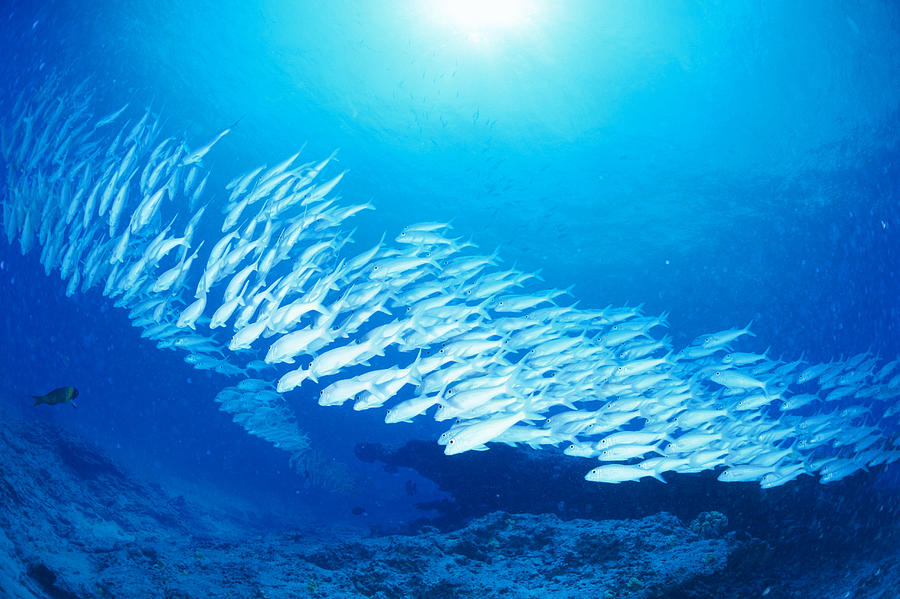 Large Group Of Yellowfin Goatfish Swimming Underwater, Midway, Usa Photograph by Mixa